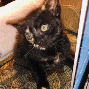 Meet your Posher, Terra